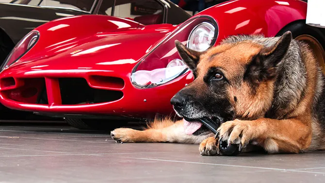 A rare shot of Beth – the real boss - at Classic Ferrari Dealer Talacrest 